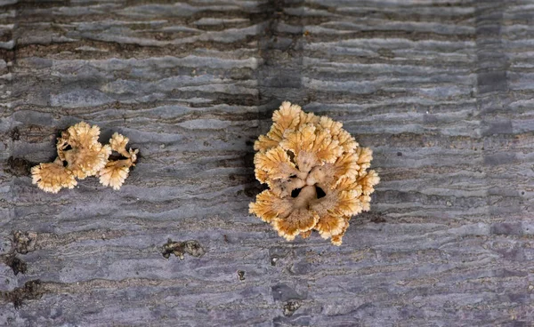 Una Pianta Betel Olandese Devil Ivy Foglia Tra Foglie Bambù — Foto Stock