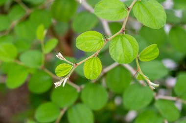 Daun Bidara, Ziziphus Mauritiana yaprakları, Hint Jüpiteri, Hint eriği Çin tarihi ve Çin elması olarak bilinir.