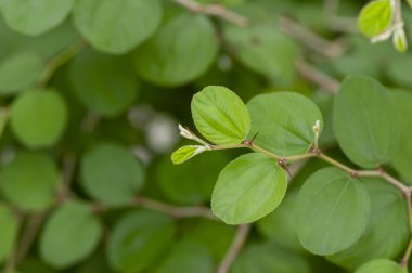 Daun Bidara, Ziziphus Mauritiana yaprakları, Hint Jüpiteri, Hint eriği Çin tarihi ve Çin elması olarak bilinir.