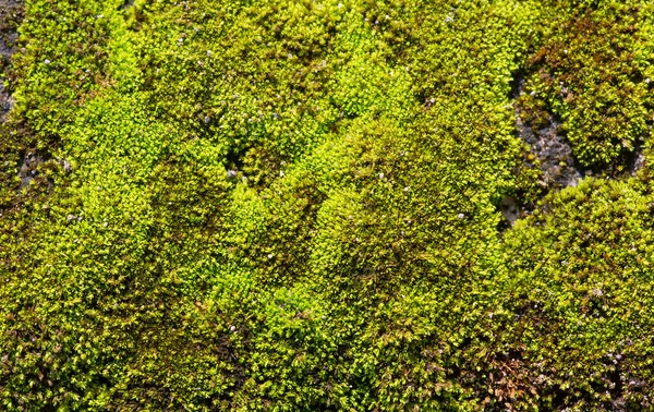 浅い焦点で石の上に緑の苔 コンピュータの背景 — ストック写真