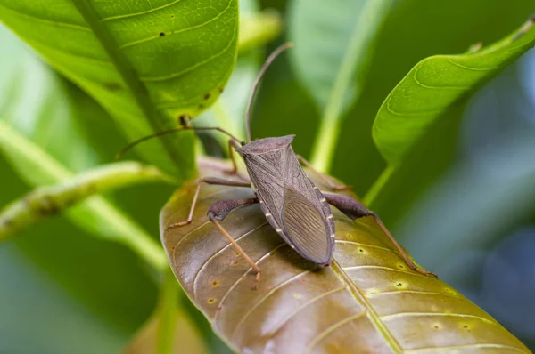 Helmeted Squash Bug on the green leaf