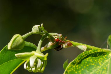 Cananga odorata tomurcukları üzerinde bir karınca
