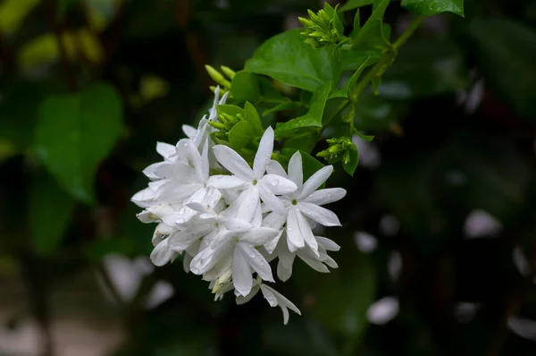 Crepe Jasmine Flores Tabernaemontana Divaricata Foco Raso — Fotografia de Stock