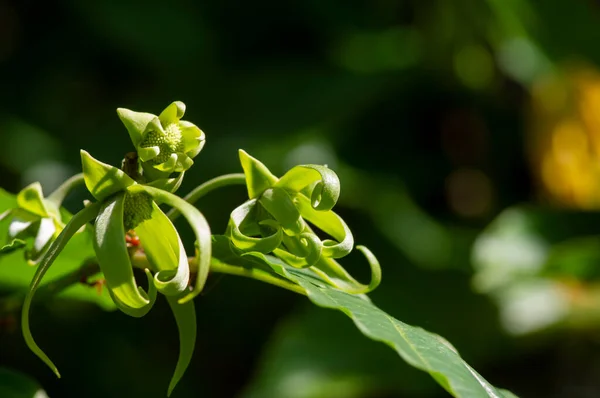 Fiori Verdi Cananga Odorata Noti Come Cananga Fiore Albero Tropicale — Foto Stock