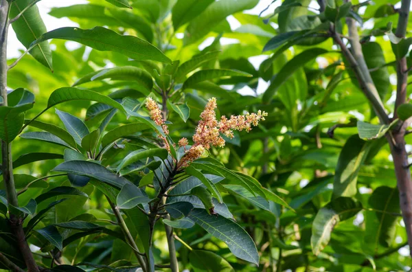 Flores Mango Mangifera Indica Con Hojas Verdes —  Fotos de Stock