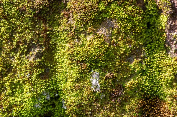绿色苔藓落在石头上 焦点浅薄 计算机背景 — 图库照片