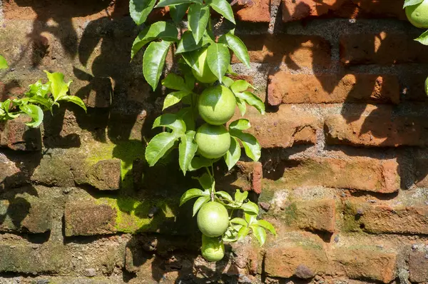 Yeşil Markisa, Passiflora edulis Sims (Passiflora Edulis Sims), Jamaika bal emziği, Sarı granadilla