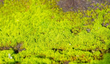 Sığ odak noktasında taşın üzerinde yeşil yosun var. Bilgisayar arkaplanı