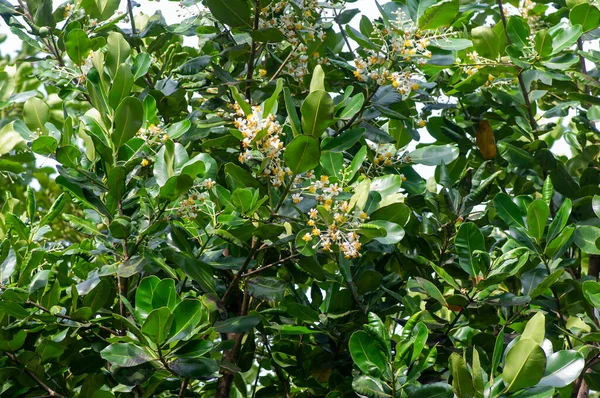 Calophyllum Inophyllum Fleurs Feuilles Une Grande Plante Feuilles Persistantes Communément — Photo