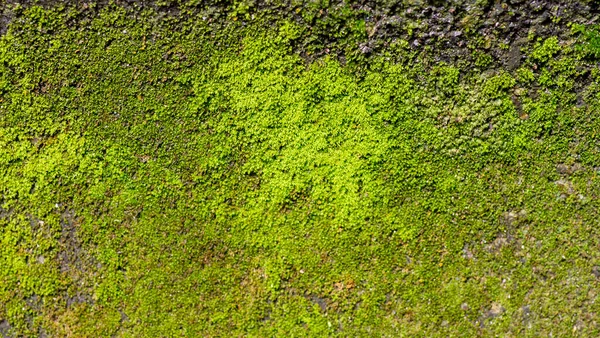 Musgo Verde Pedra Foco Raso Antecedentes — Fotografia de Stock