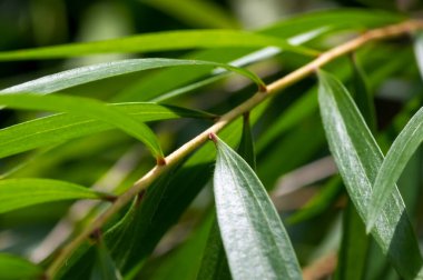 Cajuput yapraklarının yeşil yaprakları (Melaleuca cajuputi), yüzeysel odak noktasında