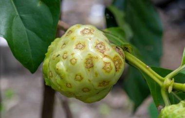 Mengkudu, olgunlaşmış Noni meyvesi (Morinda citrifolia), ayrıca açlık meyvesi olarak da bilinir.