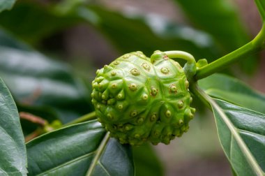 Mengkudu, çiğ Noni meyvesi (Morinda citrifolia), ayrıca açlık meyvesi olarak da bilinir.