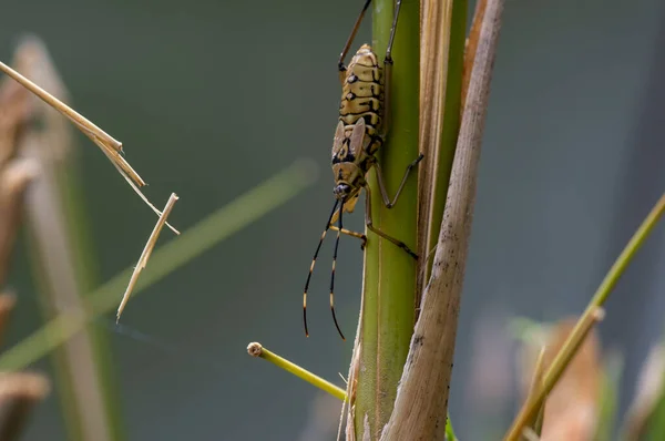 竹の植物に茶色のカブトムシ 浅い焦点 — ストック写真