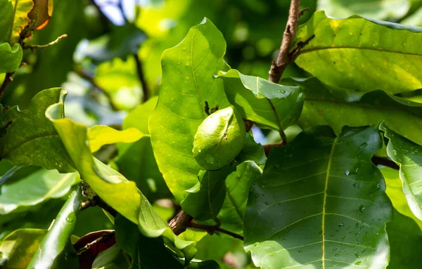 Gayam Inocarpus Fagiferus Листя Молоді Насіння Відомі Otaheite Каштани Полінезійські — стокове фото