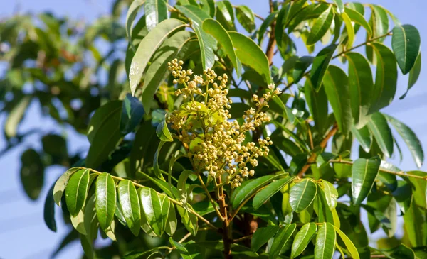 Flor Longan Dimocarpus Longan Foco Superficial —  Fotos de Stock