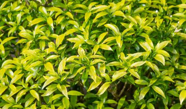 Krep Yasemin çiçekleri (Tabernaemontana divaricata), bilgisayar arkaplanı