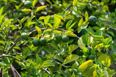 Citrus hystrix, kaffir limonu olarak adlandırılır, tropikal Güneydoğu Asya ve Güney Çin 'e özgü narenciye meyvesi.