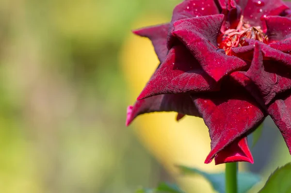 Rosa Vermelha Escura Com Fundo Desfocado Foco Raso Espaço Cópia — Fotografia de Stock