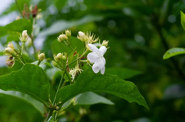 Fiore Gelsomino Gelsomino Gelsomino Gelsomino Arabo Gelsomino Sambac Sfondo Sfocato — Foto Stock