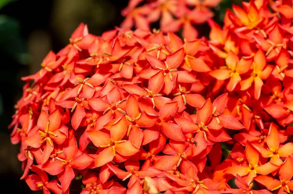 Сока Квітка Ixora Coccinea Jungle Geranium Flame Woods Вид Квіткових — стокове фото