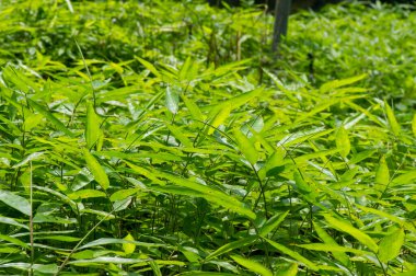 Doğal arka plan için bebek odasında genç bambu bitkisi var.