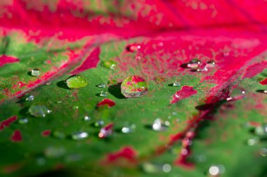 Caladium bicolor yaprağında yağmur sonrası su, sığ odak