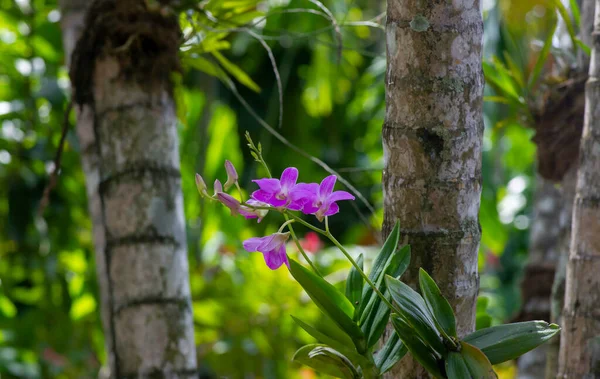 Dendrobium Enobi Orchidee Flachen Fokus — Stockfoto