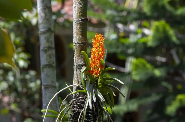 Vanda Garayi Garays Ascocentrum Ascocentrum Miniatum Orange Rare Orchid —  Fotos de Stock