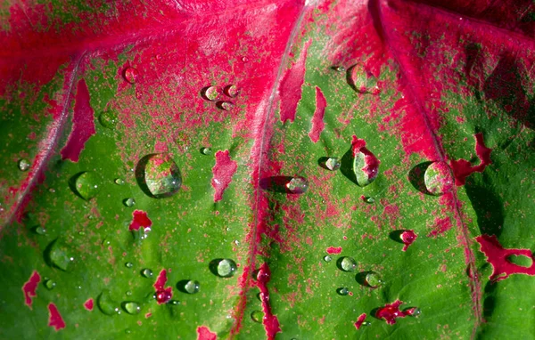 Water Caladium Bicolor Leaf Raining Shallow Focus — 图库照片