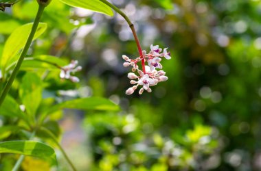 Sığ odak noktasında parijoto çiçeği (Medinilla speciosa)