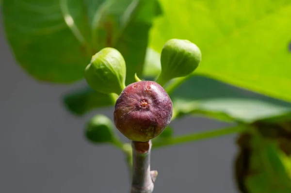 Close Ripe Tin Fruit Fig Fruit Shallow Focus — Fotografia de Stock