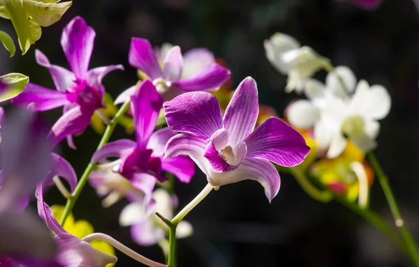 Πολύχρωμη Ορχιδέα Dendrobium Enobi Ρηχή Εστίαση — Φωτογραφία Αρχείου