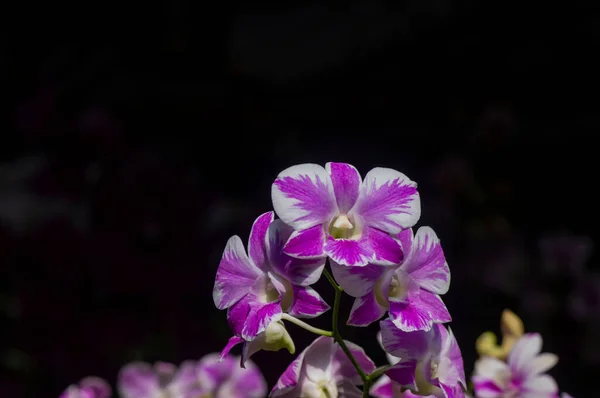 Πολύχρωμη Ορχιδέα Dendrobium Enobi Ρηχή Εστίαση — Φωτογραφία Αρχείου
