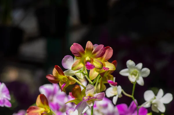 Colorful Dendrobium Enobi Orchid Shallow Focus — Fotografia de Stock