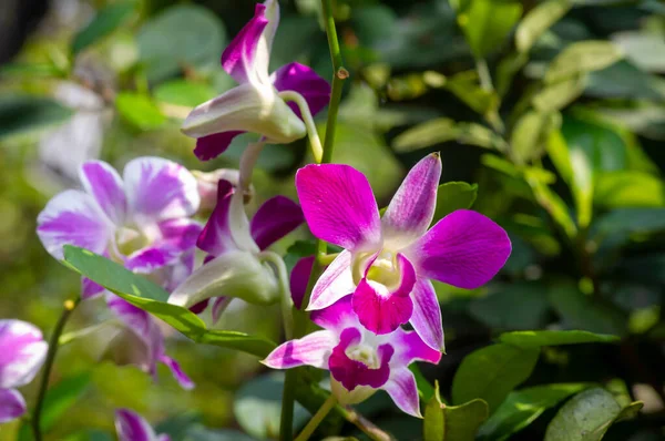 Orchidea Colorata Dendrobium Enobi Fuoco Superficiale — Foto Stock