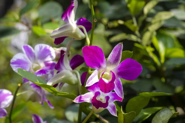 Renkli Dendrobium enobi orkidesi, sığ odak