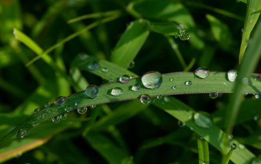 Taze yeşil çimlerin üzerine çiğ damlaları, sığ bir odak noktası. Doğal bilgisayar arkaplanı ve duvar kağıdı
