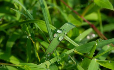 Taze yeşil çimlerin üzerine çiğ damlaları, sığ bir odak noktası. Doğal bilgisayar arkaplanı ve duvar kağıdı