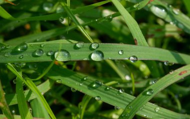 Taze yeşil çimlerin üzerine çiğ damlaları, sığ bir odak noktası. Doğal bilgisayar arkaplanı ve duvar kağıdı