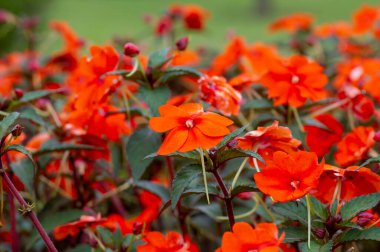 Impatiens, Touch-Me-Not red flowers (Impatiens walleriana), in sığ odak