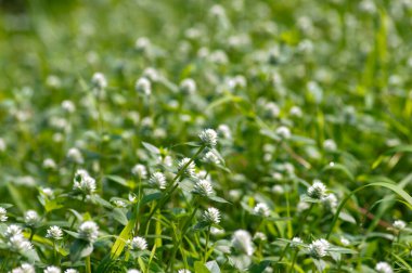 Çayır üzerindeki beyaz papatya çiçekleri, bilgisayar arkaplanı ve duvar kağıdı için sığ odak noktaları