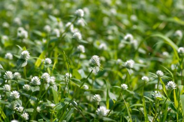 Çayır üzerindeki beyaz papatya çiçekleri, bilgisayar arkaplanı ve duvar kağıdı için sığ odak noktaları