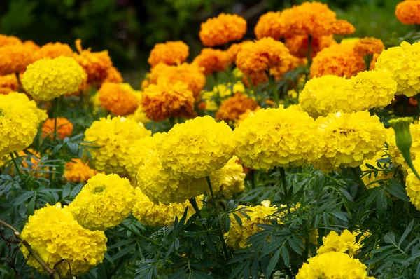 French Marigold Orange Yellow Flowers Shallow Focus — Zdjęcie stockowe