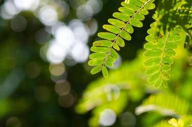 Nehir demirhiri (Leucaena leucocephala) bokeh arkaplanlı yeşil yapraklar