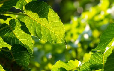 Spring natural blurred background with shilhouete green leaves on tree branch, copy space, natural wallpaper