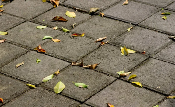 Scattered Dry Leaves Cement Surface Nature Background — Stock Photo, Image