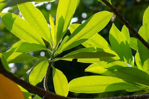 Cerbera Manghas 상록수 — 스톡 사진