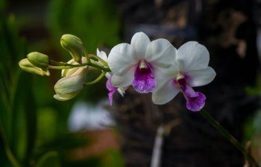 Dendrobium enobi orkidesi, sığ odak
