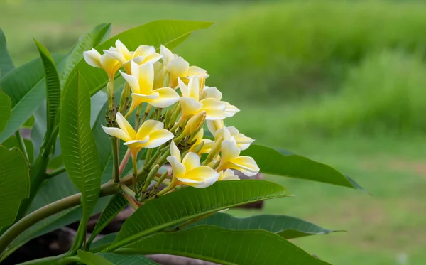 Kamboja Blüte Plumeria Eine Pflanzengattung Aus Der Familie Der Apocynaceae — Stockfoto